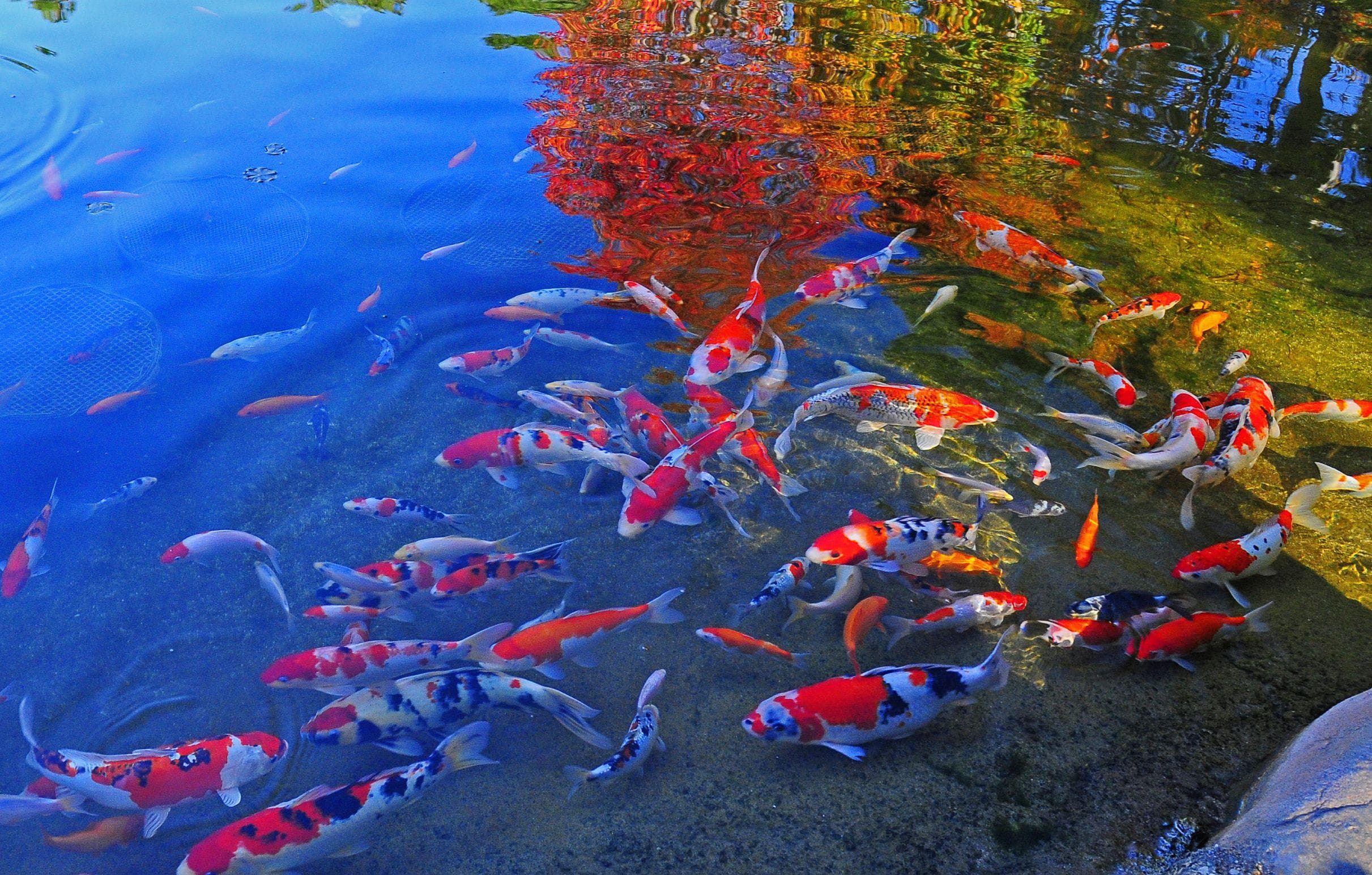 Japanese koi swimming in water